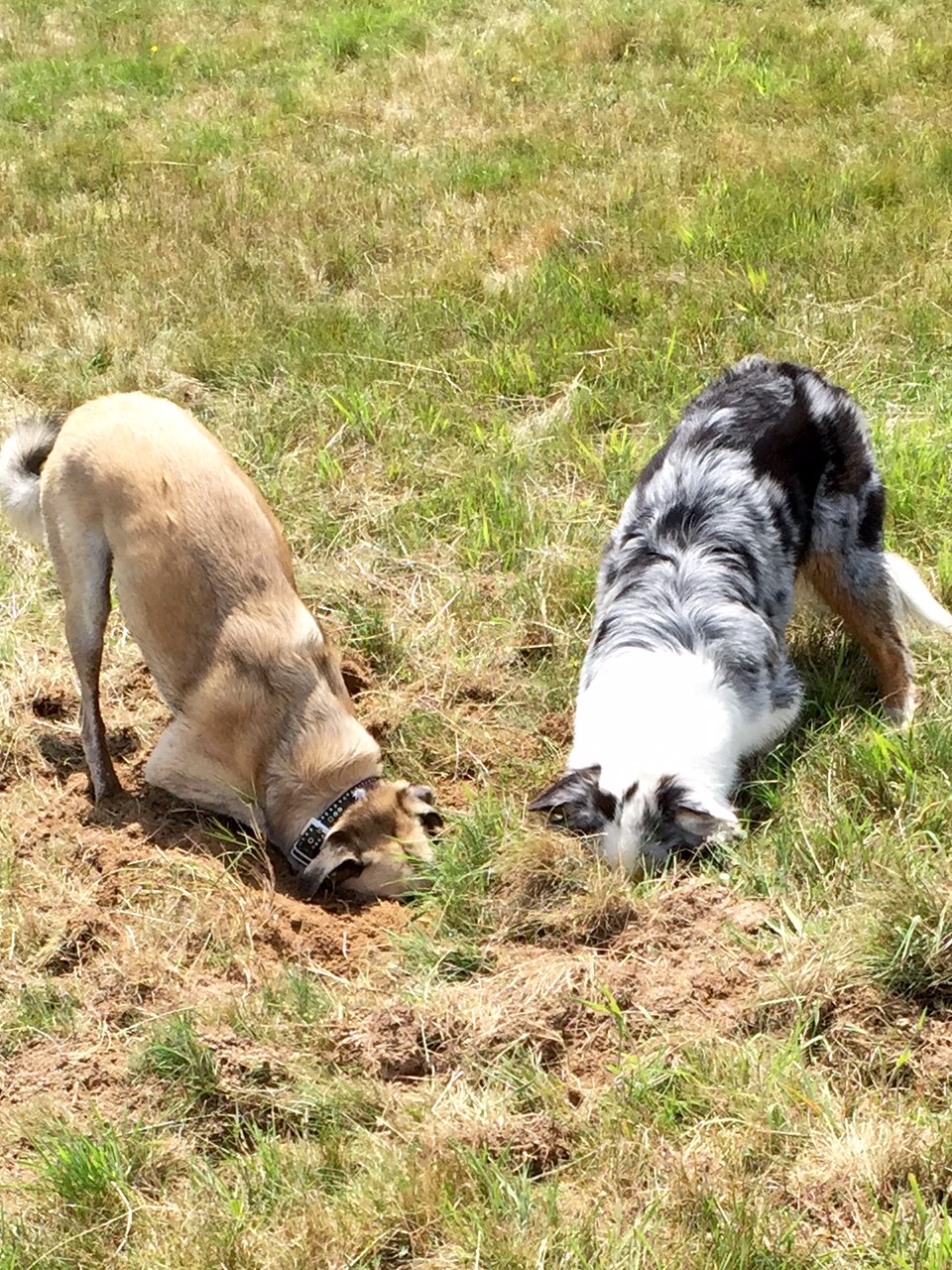 Zwei Hunde mit der Nase in Erdlöchern