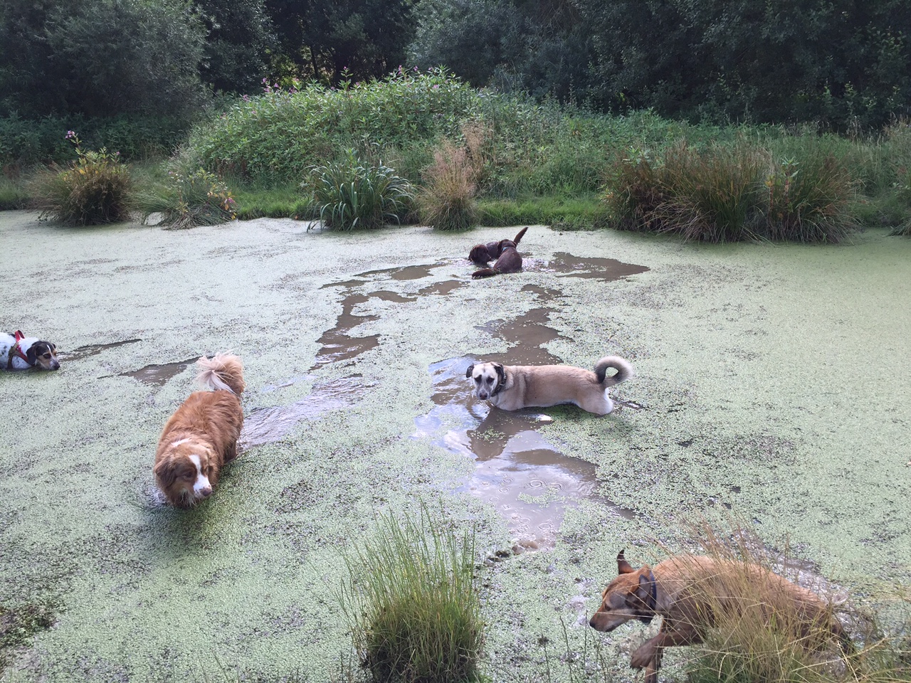 Sechs Hunde in einem Tümpel